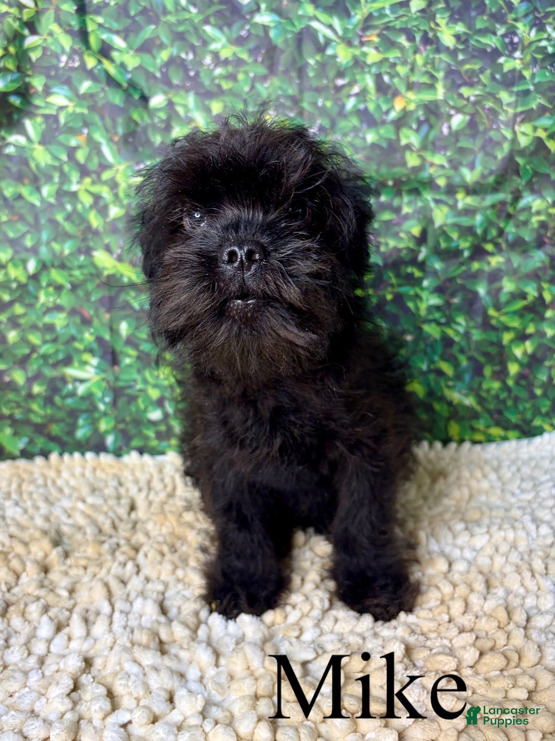Mixed Breed dogs Mike - Ad 1