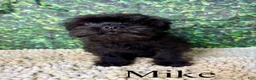 Mixed Breed dogs for sale: Mike - Ad 1