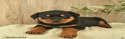 Rottweiler dogs for sale: Leo  - Ad 3