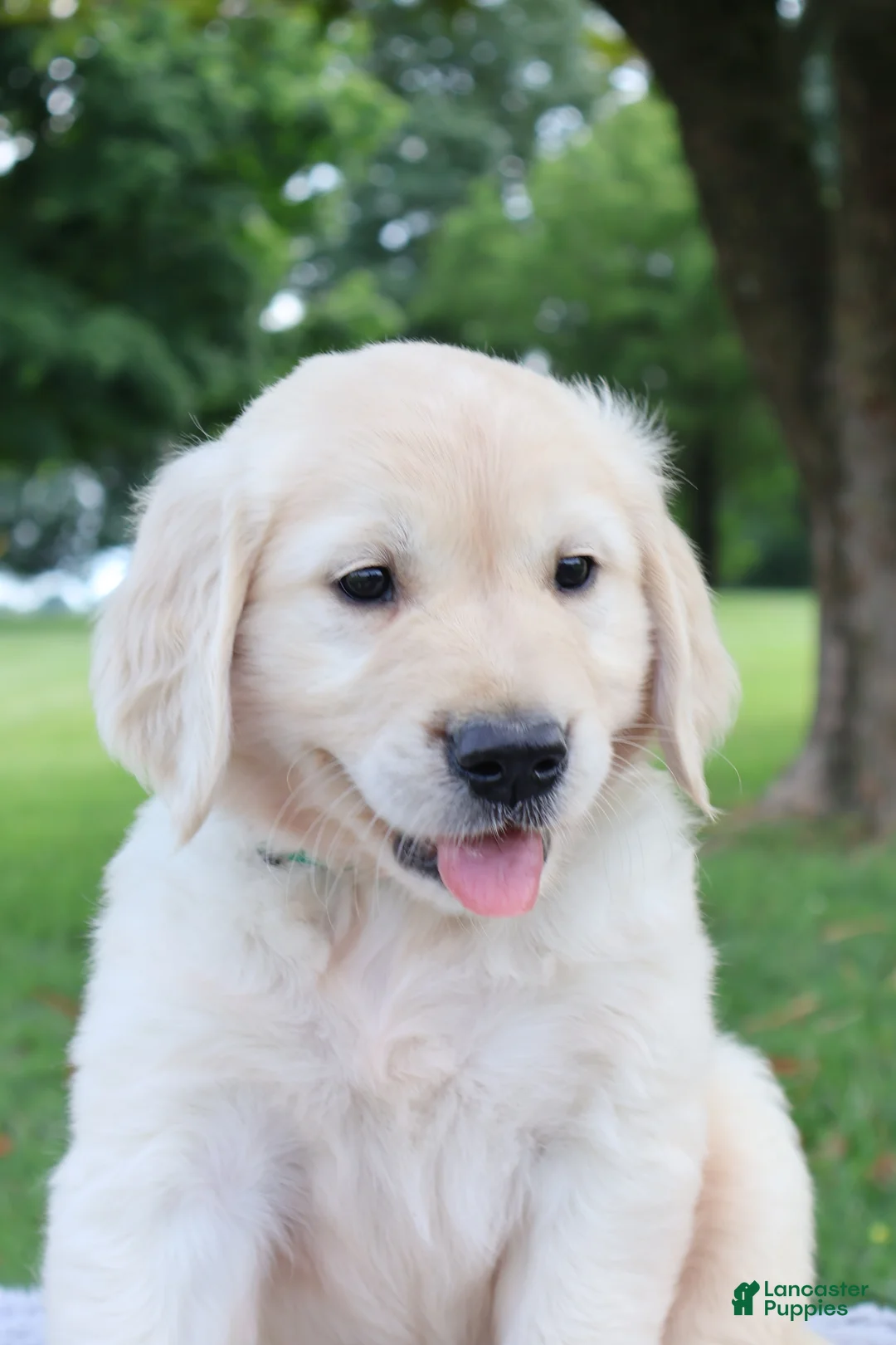 Golden Retriever dogs for sale: Golden Retriever 3 Chase - Ad 2