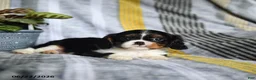 Cavalier King Charles Spaniel dogs for sale: Jett - Ad 4
