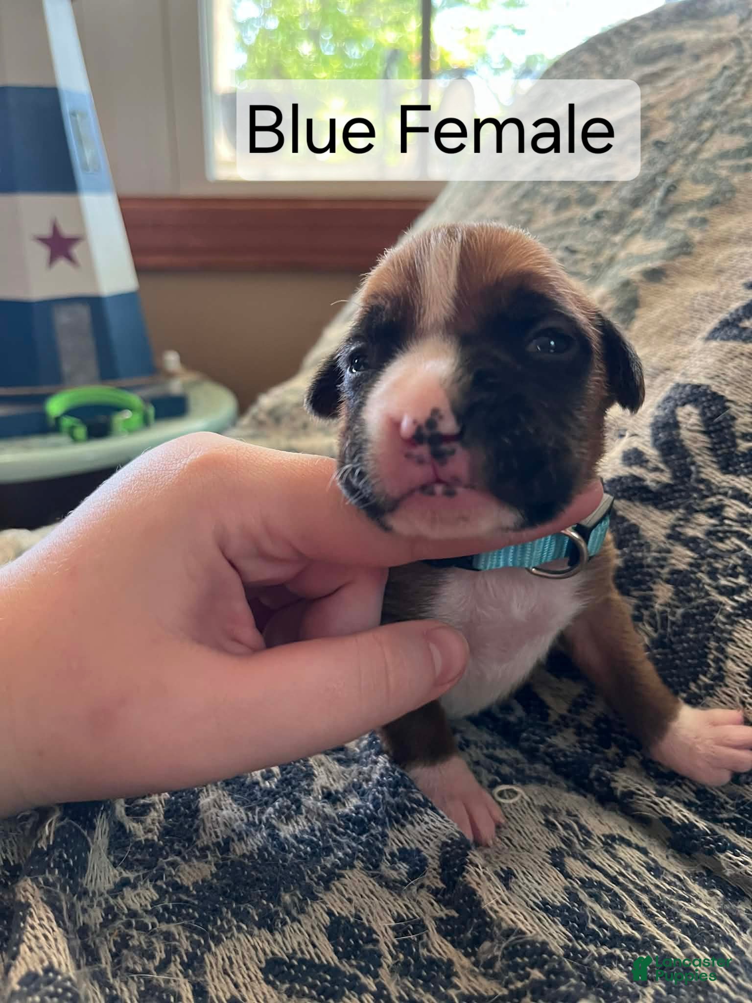 Boxer dogs Blue Female - Ad 17