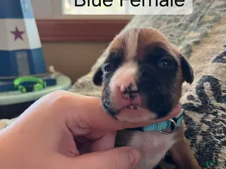 Boxer dogs Blue Female - Ad 17