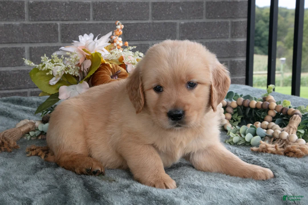 Golden Retriever dogs for sale: Emerald - Ad 3