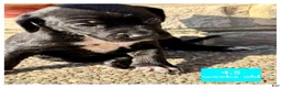 Catahoula Leopard Dog dogs for sale: Turquoise, Female - Ad 3