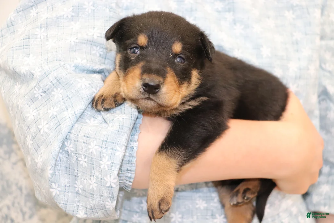 Border Collie dogs for sale: Border Collie Puppy 3 - Ad 2