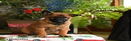 Belgian Malinois dogs for sale: Coconut - Ad 4