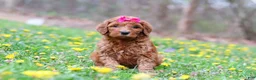 Goldendoodle dogs for sale: Lainey F1b - Ad 5