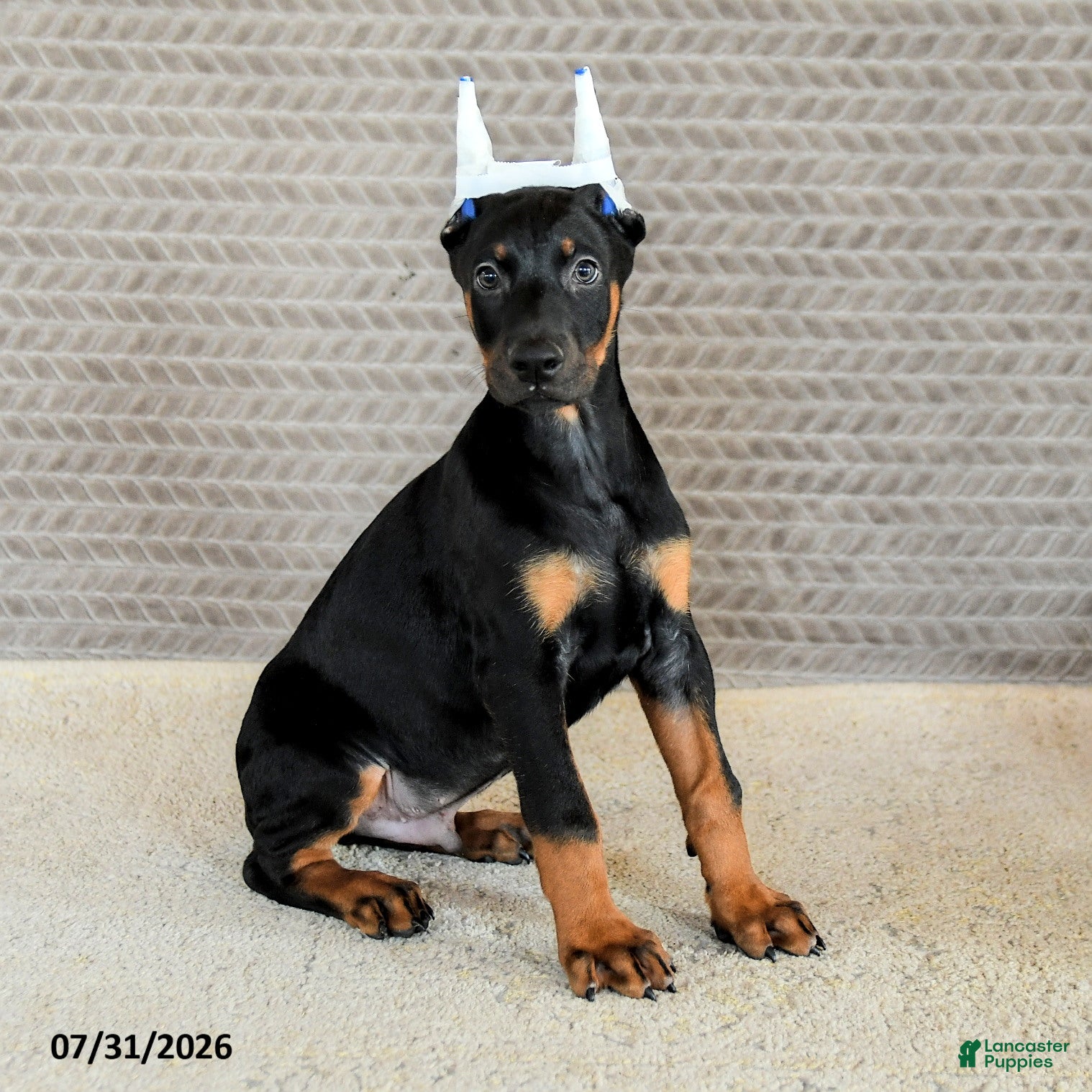 Doberman Pinscher dogs Caesar - Ad 2