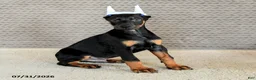 Doberman Pinscher dogs for sale: Caesar - Ad 2