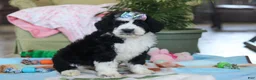 Bernedoodle dogs for sale: Nova - Ad 3