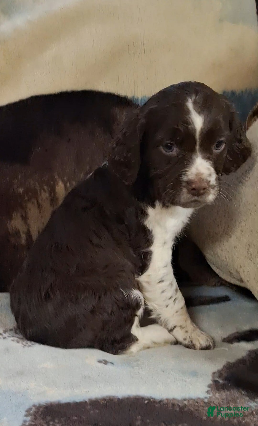 English Springer Spaniel dogs for sale: Missie - Ad 2