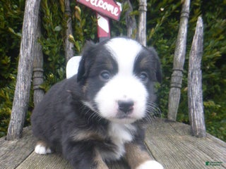 Miniature Australian Shepherd dogs Neva - Ad 32