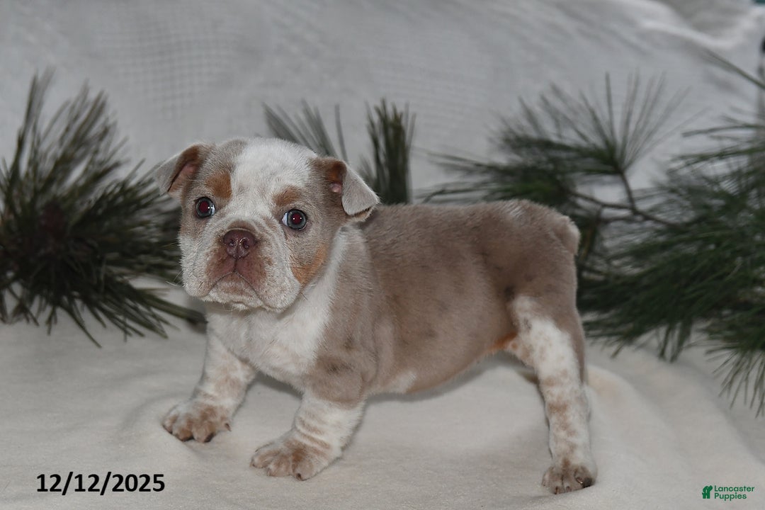 Beabull dogs for sale: Poinsetta - Ad 2