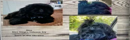 Shih Tzu dogs for sale: Shih Tzu 2 - Ad 3