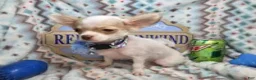 Chihuahua dogs for sale: Carrusso - Ad 2