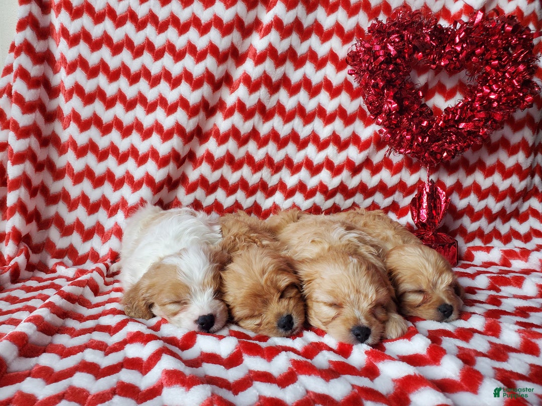 Cavachon dogs for sale: Tootsie Roll - Ad 6