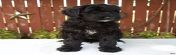Giant Schnoodle dogs for sale: Matthias - Ad 7
