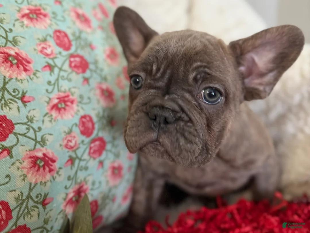 French Bulldog dogs for sale: Blue Brindle (Leo)  - Ad 4