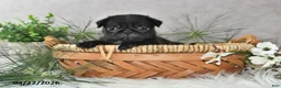Pug dogs for sale: Gordon - Ad 4