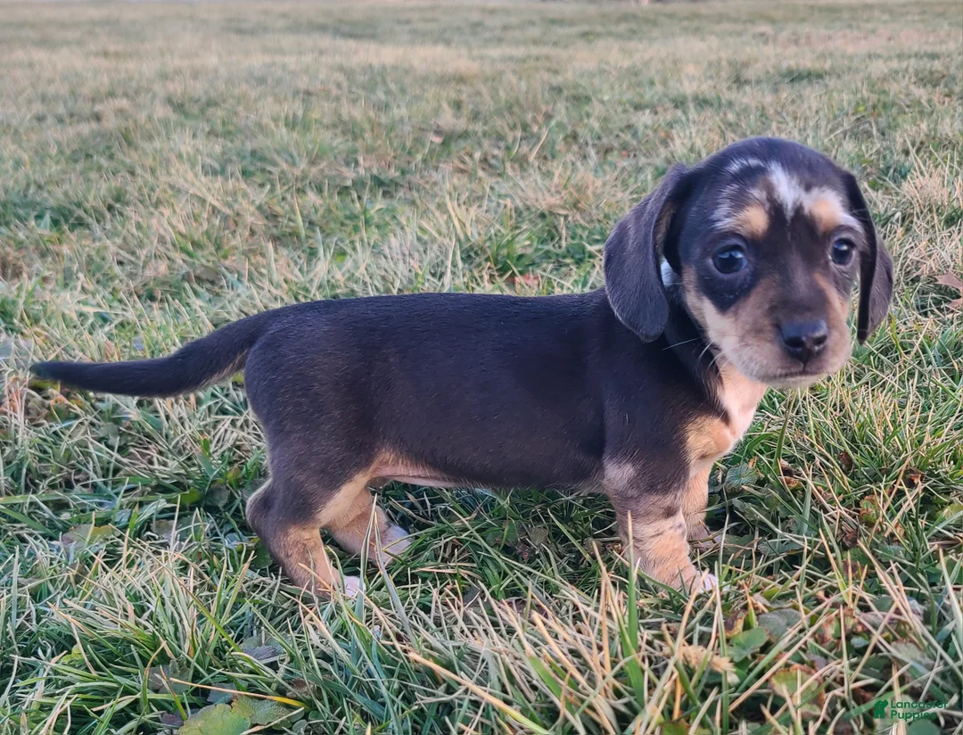 Miniature Dachshund dogs for sale: Flora - Ad 6