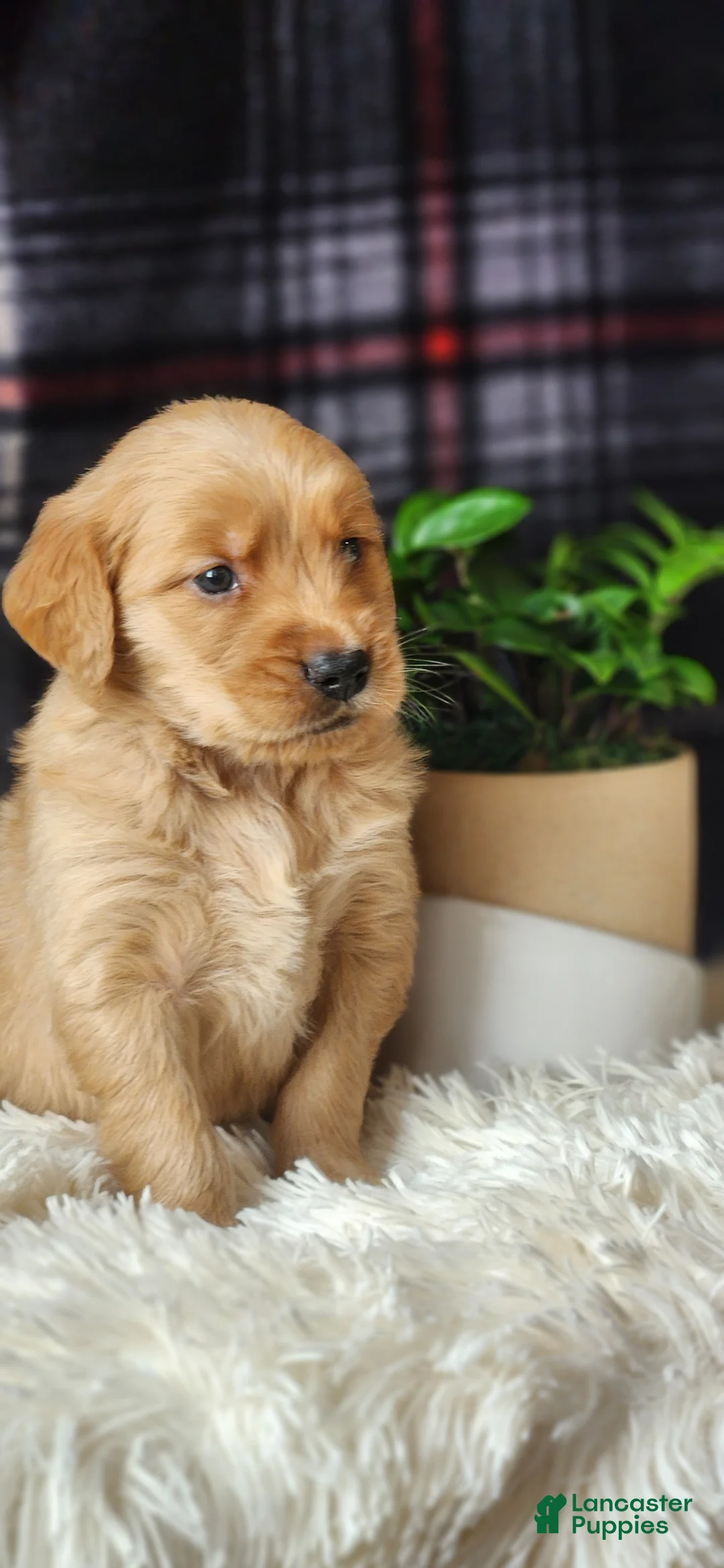 Golden Retriever dogs for sale: Lance - Ad 10
