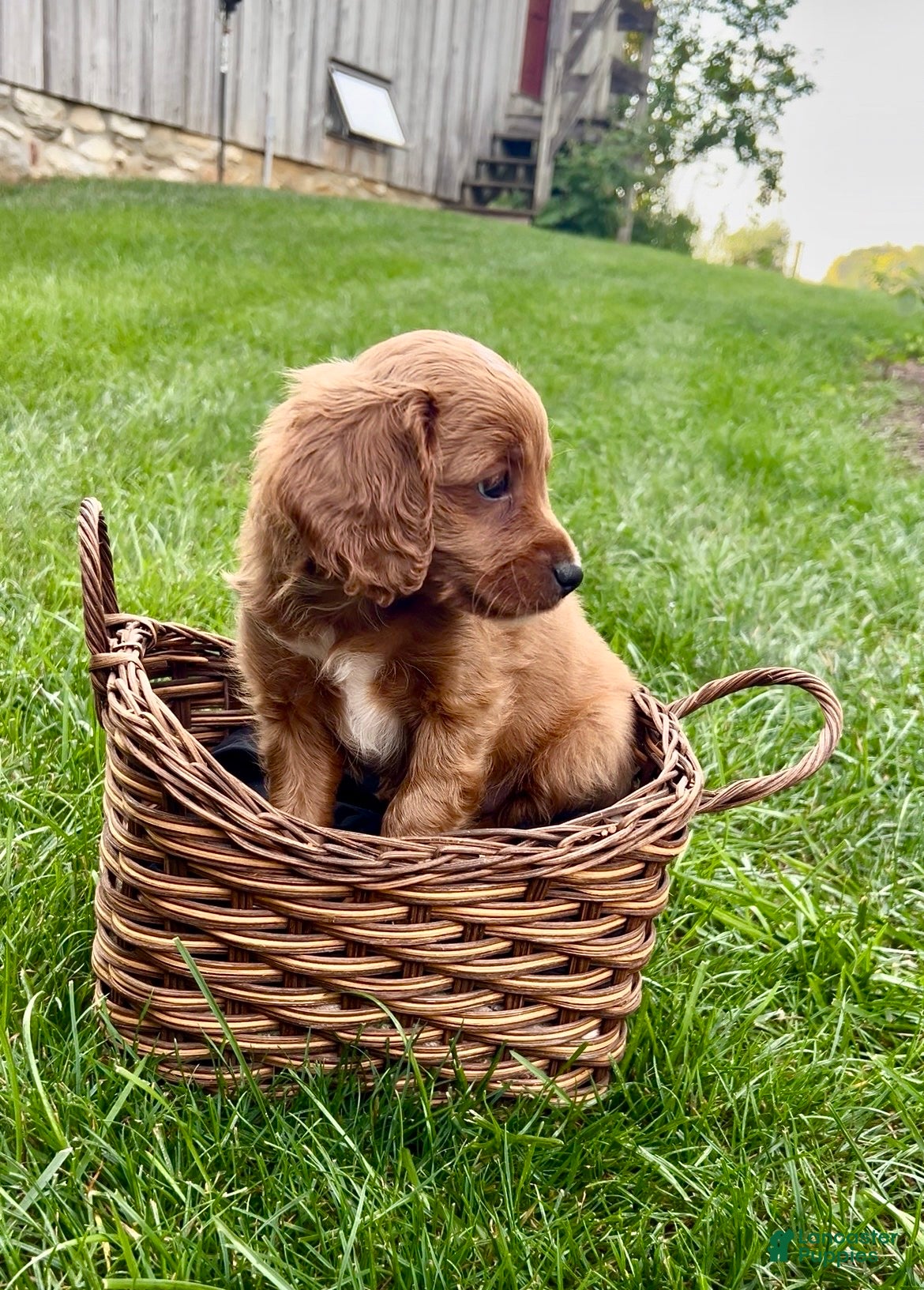 Cavapoo dogs Bentley  - Ad 2
