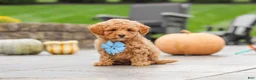 Cavapoo dogs for sale: Cosby - Ad 5