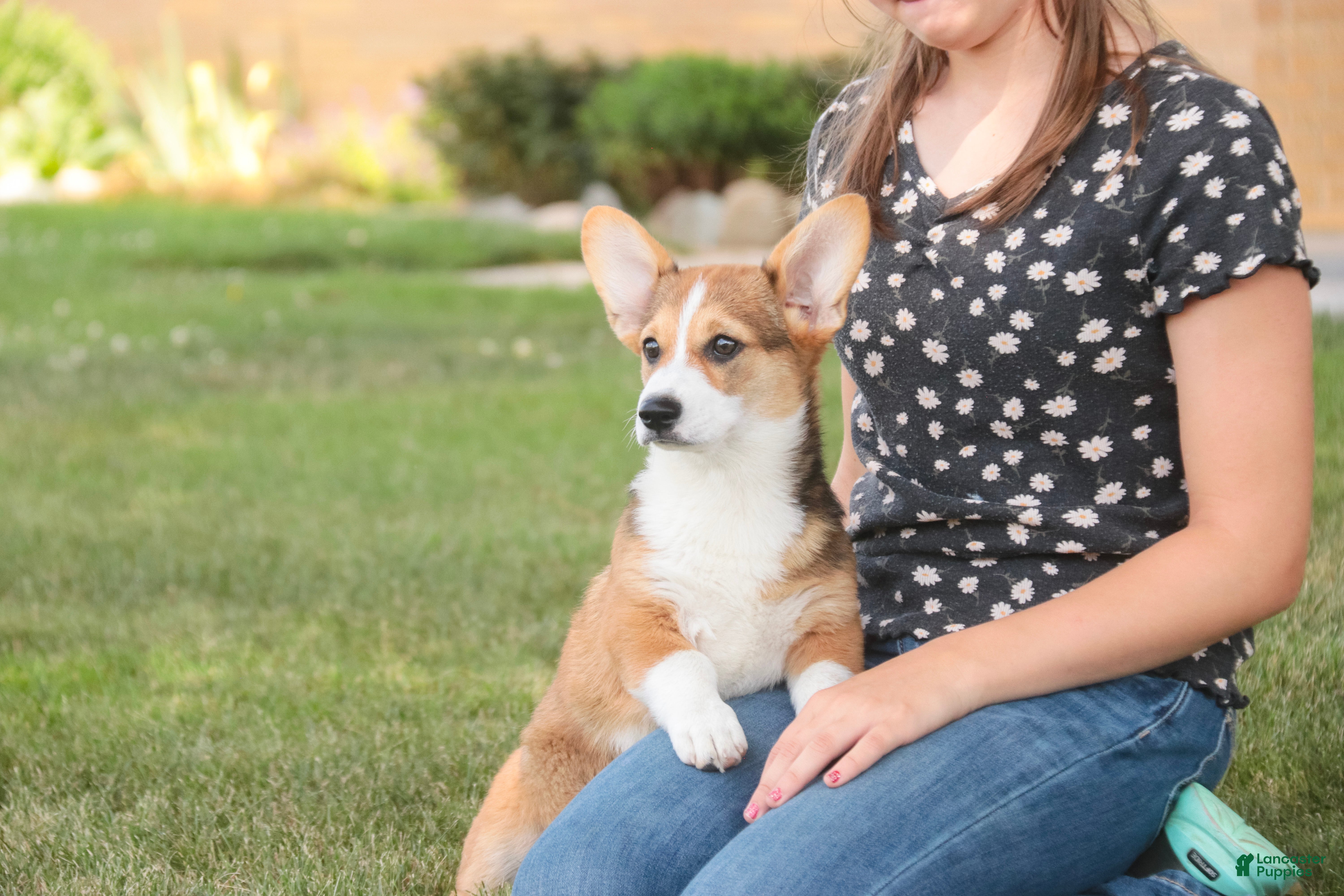 Welsh Corgi Pembroke dogs Ramona - Ad 2