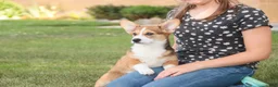 Welsh Corgi Pembroke dogs for sale: Ramona - Ad 2