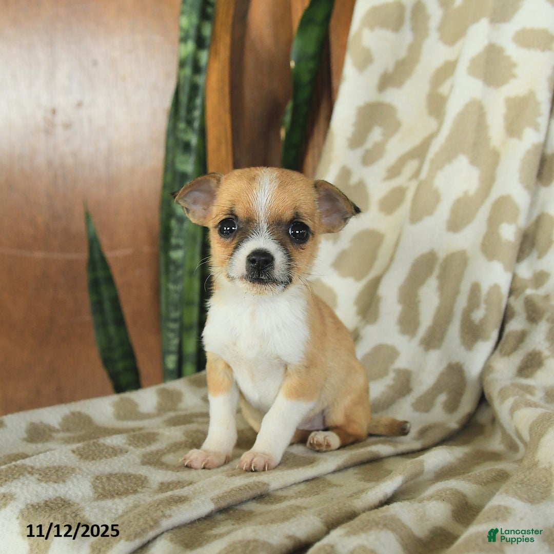 Chihuahua dogs for sale: Tess - Ad 1