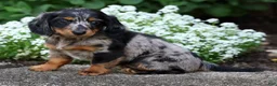 Miniature Dachshund dogs for sale: Brianni - Ad 8