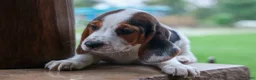 Beagle dogs for sale:  Dallas 🐾 - Ad 12