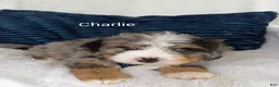 Bernedoodle dogs for sale: Bernedoodle Puppy 2 - Ad 4