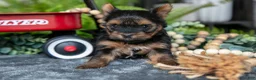 Yorkshire Terrier dogs for sale: Chanel - Ad 4