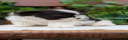 Havanese dogs for sale: Nala - Ad 5