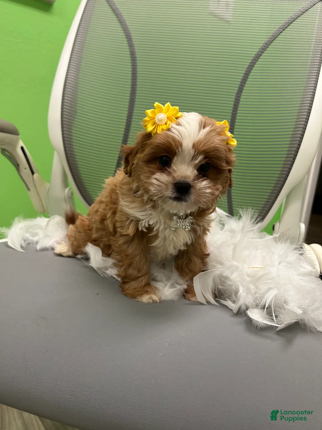 Shihpoo dogs for sale: Shihpoo 4 - Ad 3