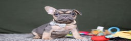 French Bulldog dogs for sale: Bryce - Ad 1