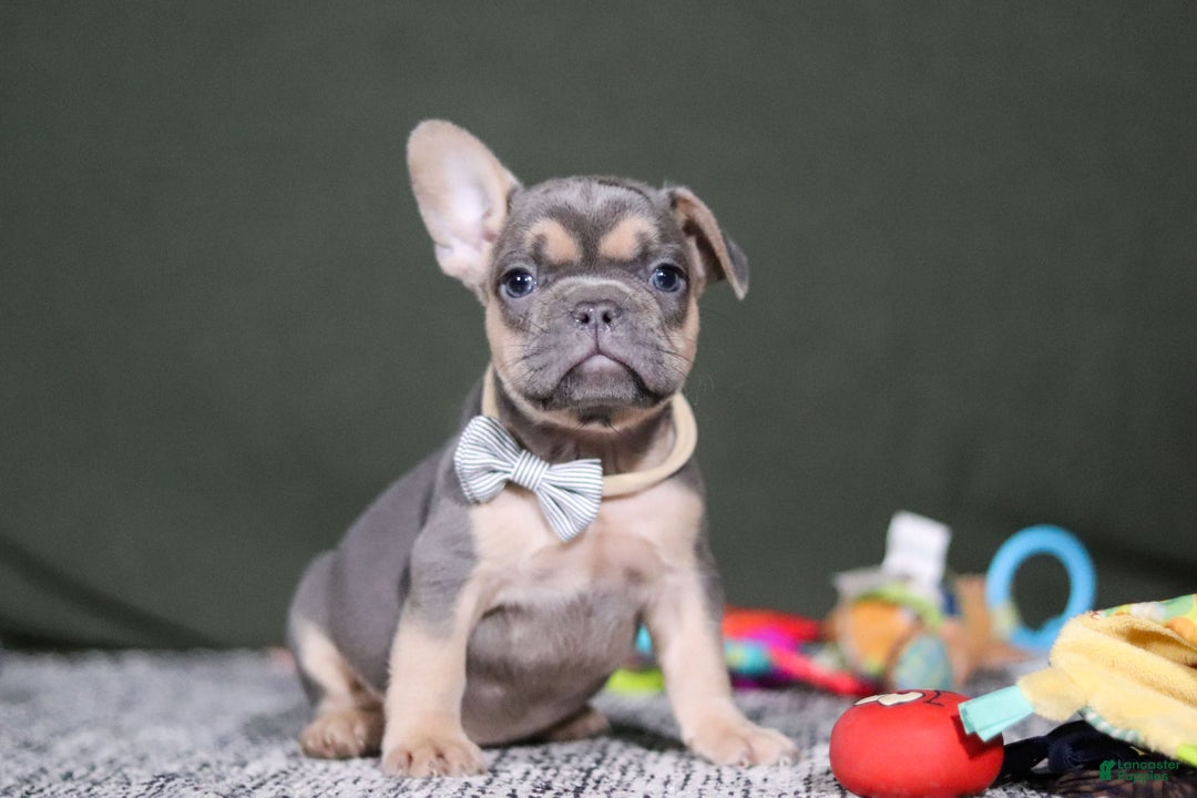 French Bulldog dogs for sale: Bryce - Ad 1