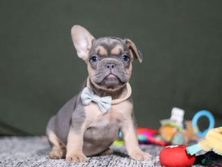 French Bulldog dogs Bryce - Ad 26