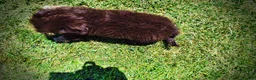 Havapoo dogs for sale: Epic - Ad 7
