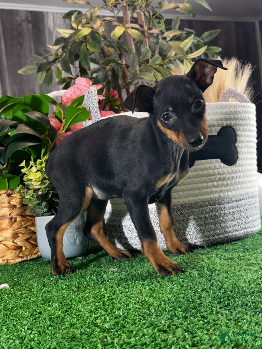 Miniature Pinscher dogs for sale: Quella - Ad 2