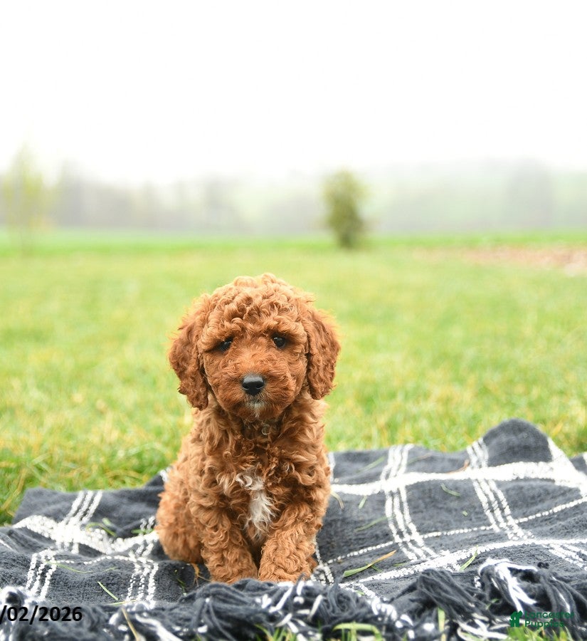 Mini Goldendoodle dogs for sale: Twinkle - Ad 3