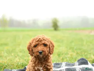 Mini Goldendoodle dogs for sale: Twinkle - Ad 3