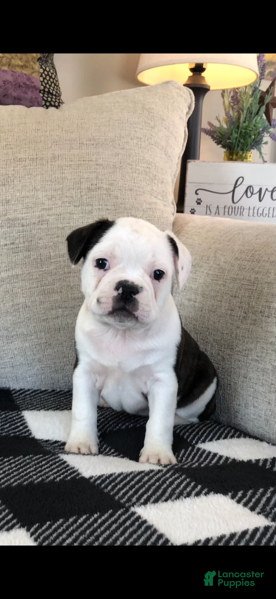 Frenchton dogs for sale: Gunner - Ad 1