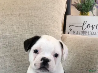 Frenchton dogs Gunner - Ad 42