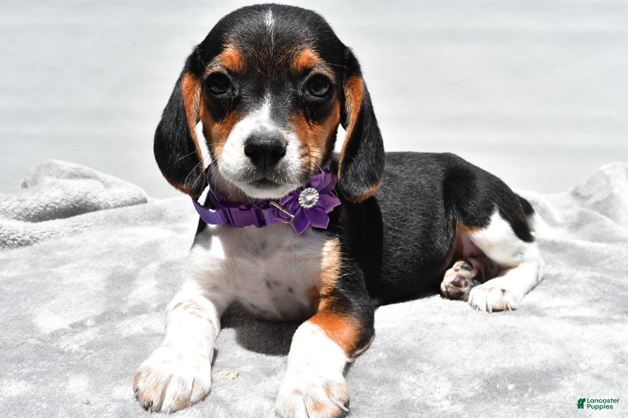 Beagle dogs Macey - Ad 1
