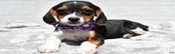Beagle dogs for sale: Macey - Ad 1