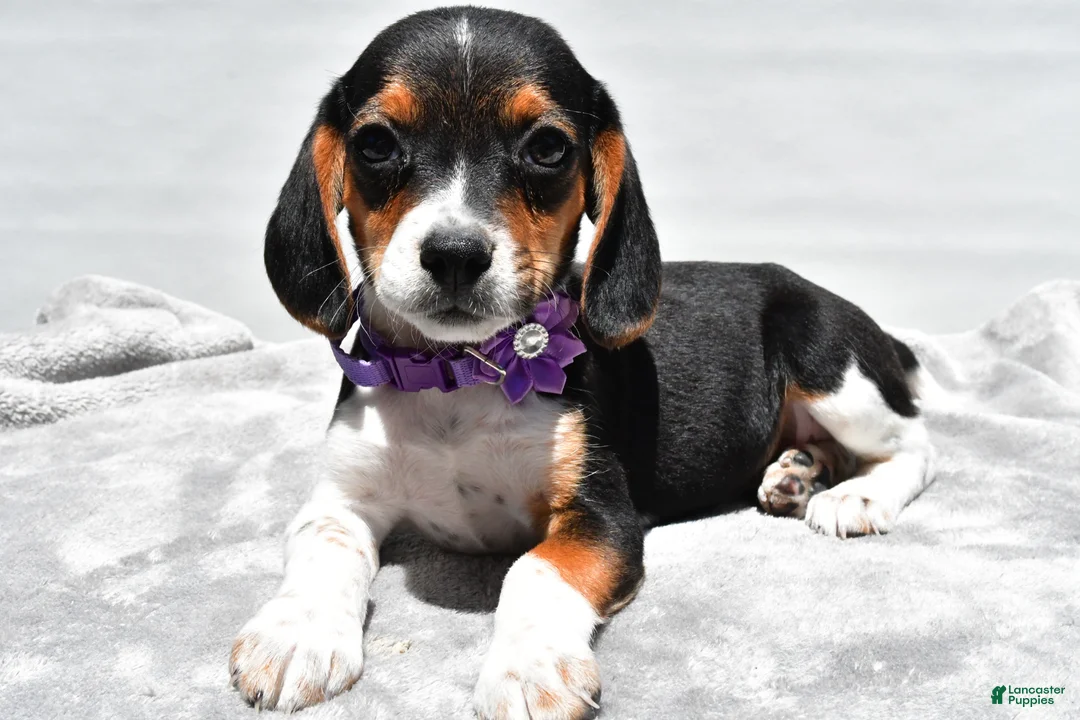 Beagle dogs for sale: Macey - Ad 1