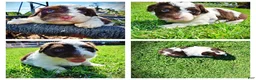 Havapoo dogs for sale: Teddy - Ad 1
